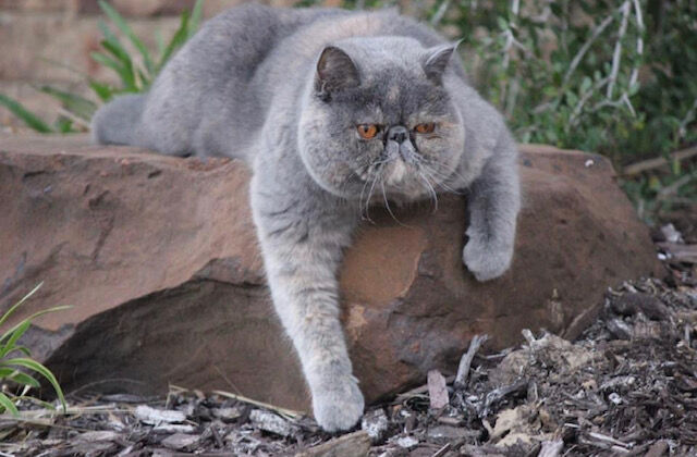 7. Nala the cat
